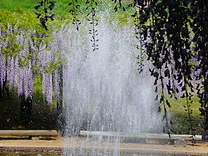 白井大町藤公園の噴水と藤棚の風景