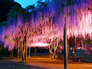 白井大町藤公園・藤棚と藤の花のライトアップ夜景