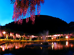 白井大町藤公園・藤棚と藤の花のライトアップ夜景