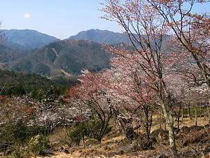 立雲峡の桜と竹田城の風景