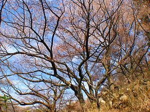 立雲峡の桜の風景