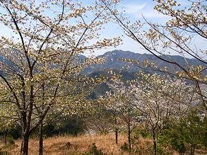 立雲峡の桜の風景
