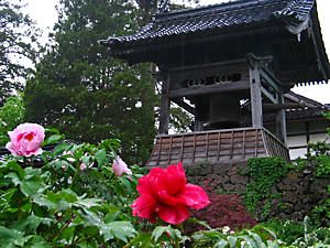 隆国寺のぼたん園と鐘楼