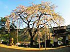 西方寺の枝垂れ桜（シダレザクラ）とライトアップ夜景
