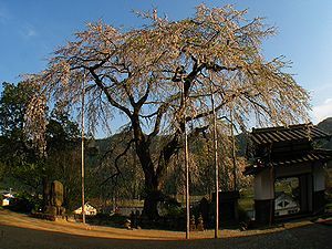 西方寺の枝垂れ桜