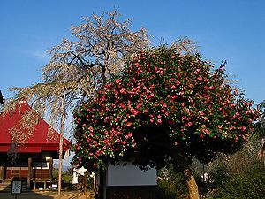 西方寺の枝垂れ桜