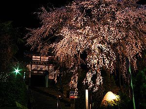 西方寺のしだれ桜のライトアップ