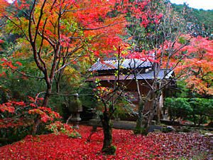 宗鏡寺境内の紅葉