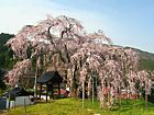 西日本最大のしだれ桜・泰雲寺のしだれ桜