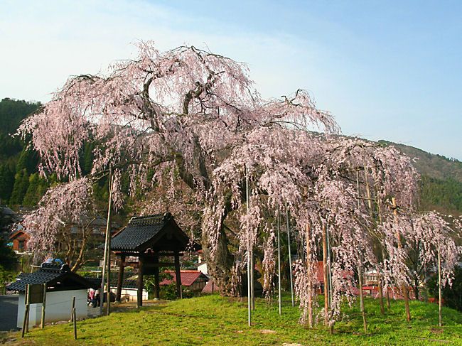 泰雲寺のしだれ桜