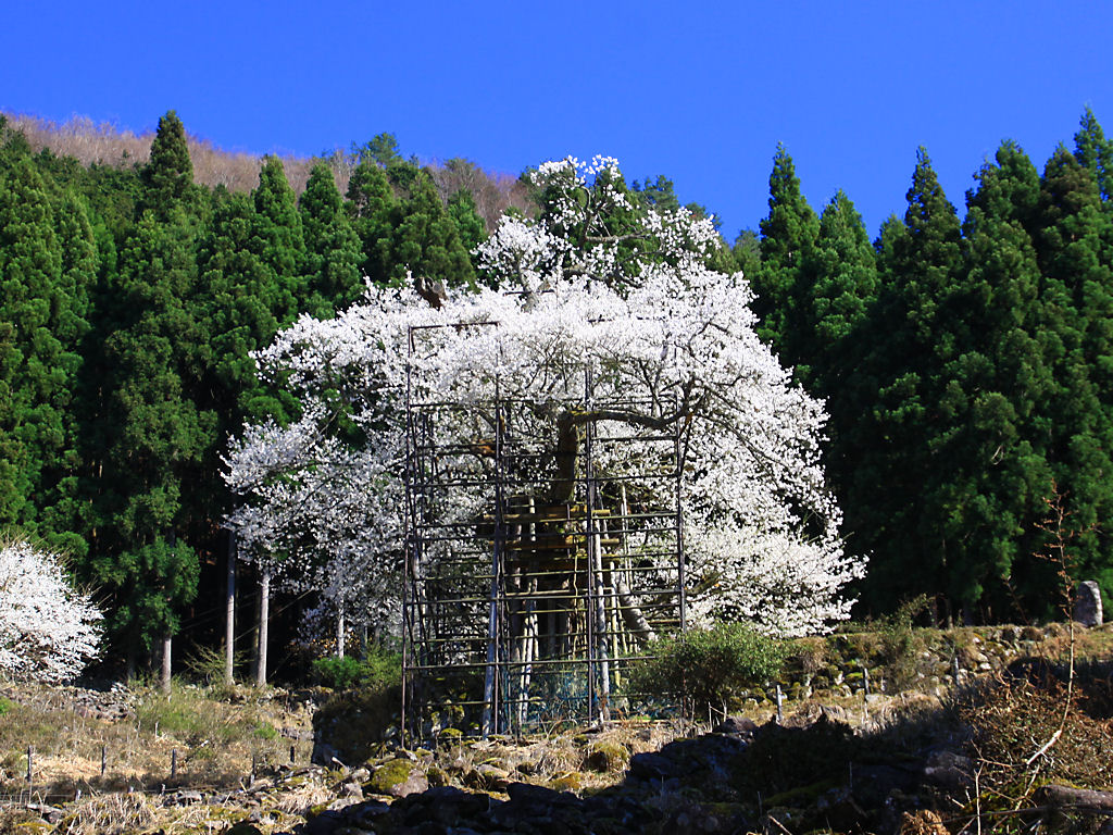 樽見の大桜 千年桜 エドヒガンザクラの老大桜 壁紙写真集 高画質写真素材 無料画像