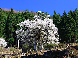 樽見の大桜(たるみのオオザクラ)