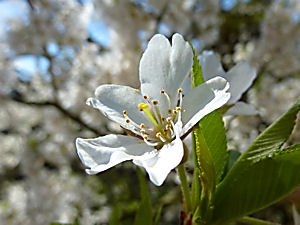 樽見の大桜(たるみのオオザクラ)