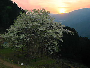 樽見の大桜(たるみのオオザクラ)と夕日