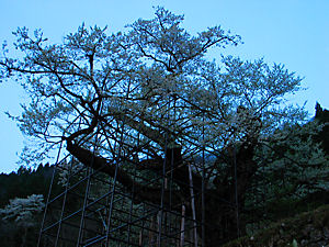 樽見の大桜(たるみのオオザクラ)の夜景・夜桜