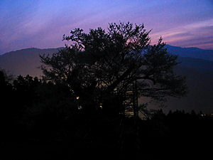 樽見の大桜(たるみのオオザクラ)の夜景・夜桜
