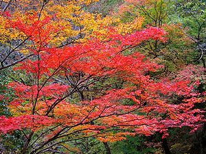 天滝渓谷・糸滝の紅葉