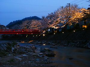 湯村温泉・春来川と桜並木のライトアップ夜景