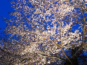 湯村温泉・春来川と桜並木のライトアップ夜景