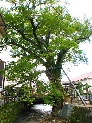 木の根橋のケヤキの巨木