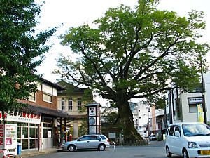 木の根橋のケヤキの巨木と柏原町観光案内所・柏原町役場