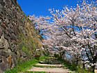 篠山城跡の桜・夜桜・丹波篠山篠山城のお花見