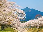 桜と山の風景/倉町野桜の園と倉町川・丹波少年自然の家