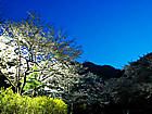 夜桜・桜のライトアップ夜景/倉町野桜の園と丹波少年自然の家