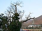 アベマキ・兵庫県最大の巨樹