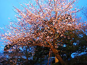  2002年から神戸の桜の開花宣言に使われている標本木