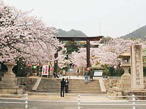 神戸護國神社の桜