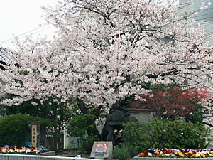 国玉街園の桜