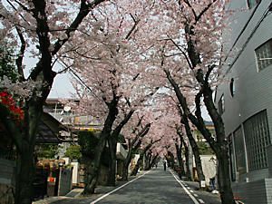 高尾通　桜のトンネル・神戸の桜坂