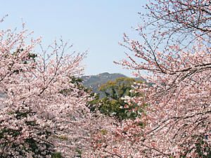 新湊川の桜