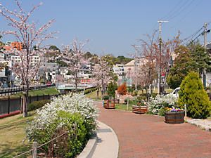 新湊川の桜