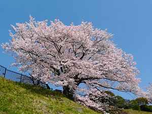 兵庫県一美しい桜「奥平野舞桜」