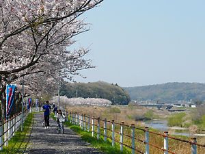 武庫川の桜並木・兵庫県桜づつみ回廊