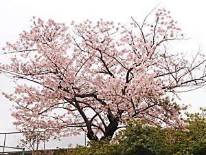 2001年まで観測に使われた桜の標準木
